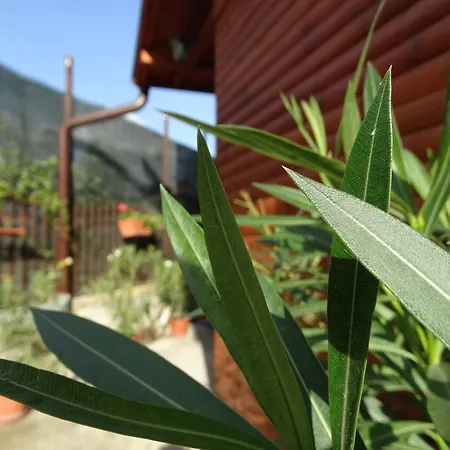 Πανσιόν Ivel Sapareva Banya